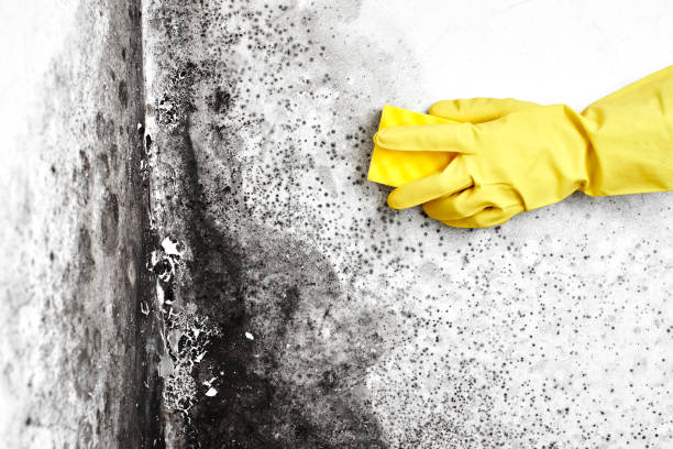 Office Mold Removal Services in Waterloo, WI