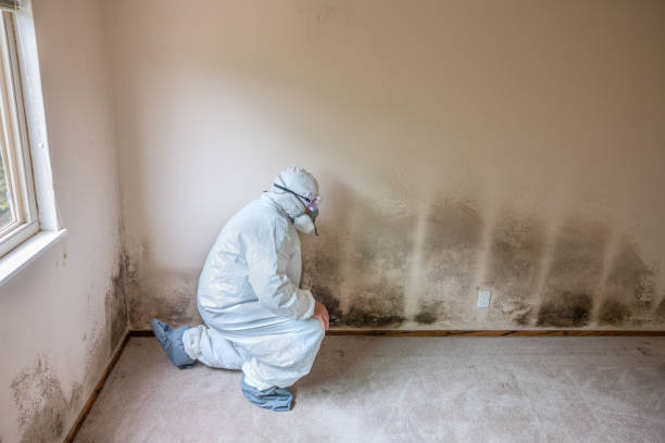 Mold Removal Process in Waterloo, WI